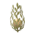 Crystorama 561-CT Champagne Green Tea Broche 8.25'' Champagne Green Tea Sconce Image 1