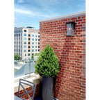 Hinkley Lighting 2104KZ-LL Buckeye Bronze Medium Wall Mount Lantern Image 4